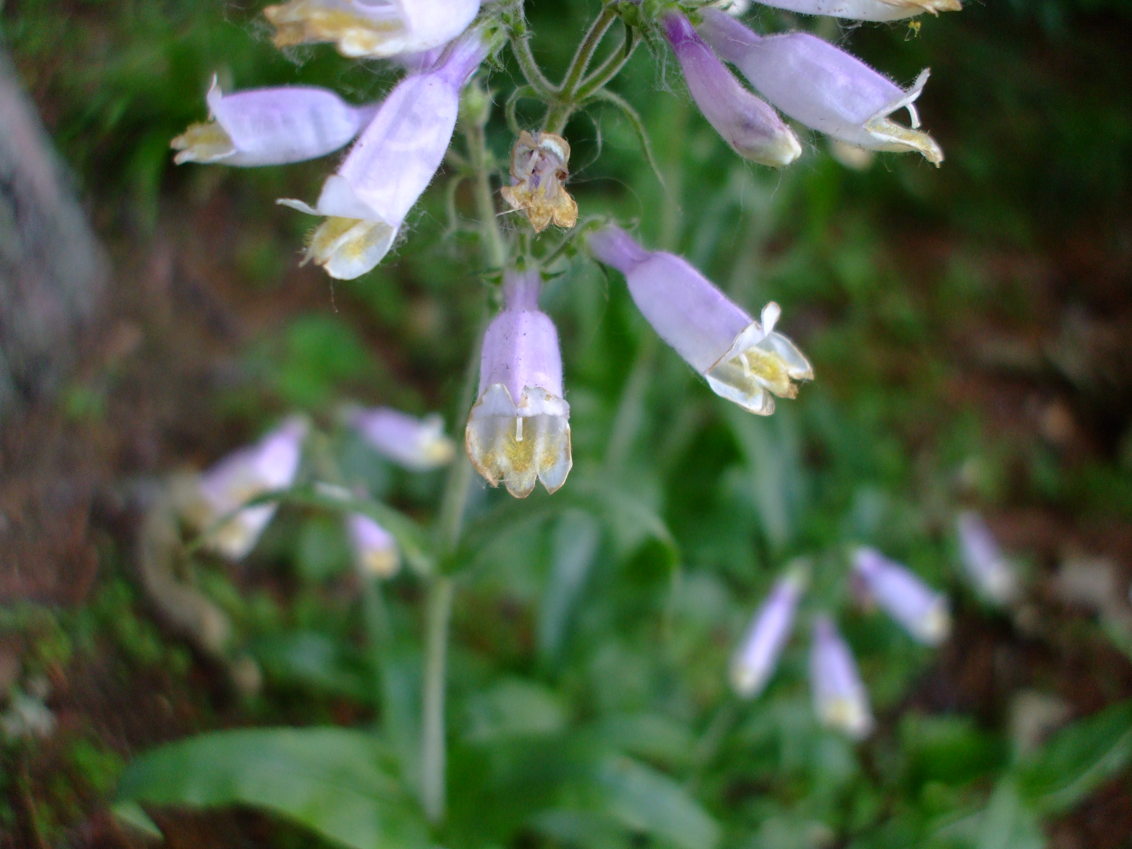Penstemon hirsutus